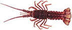 Southern Rock Lobster