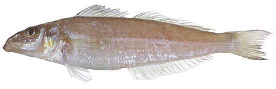 Stout Whiting