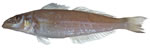 Stout Whiting