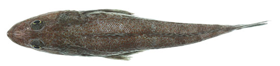 Tiger Flathead from above
