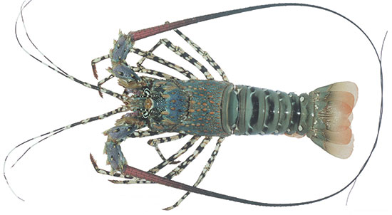Tropical Rocklobster