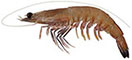 Western King Prawn