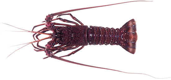 Western Rock Lobster