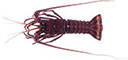 Western Rock Lobster