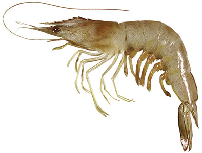 White Banana Prawn